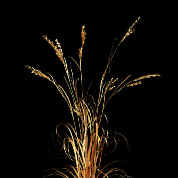 Wheat