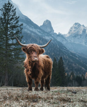 Highland Cow